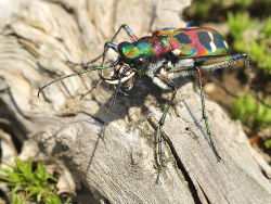 天目山&nbsp;昆虫记