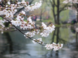 春暖花开的日子