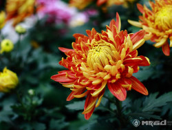 冷冷寒秋，菊花都开好了