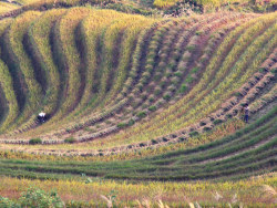 金色的龙脊梯田
