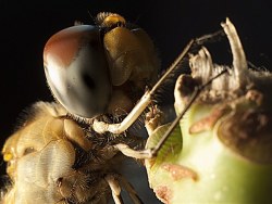 I&nbsp;LOVE&nbsp;U&nbsp;蜻蜓