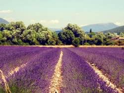 {海德娜娜} 在普罗旺斯晒太阳II