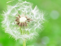 山野里的蒲公英