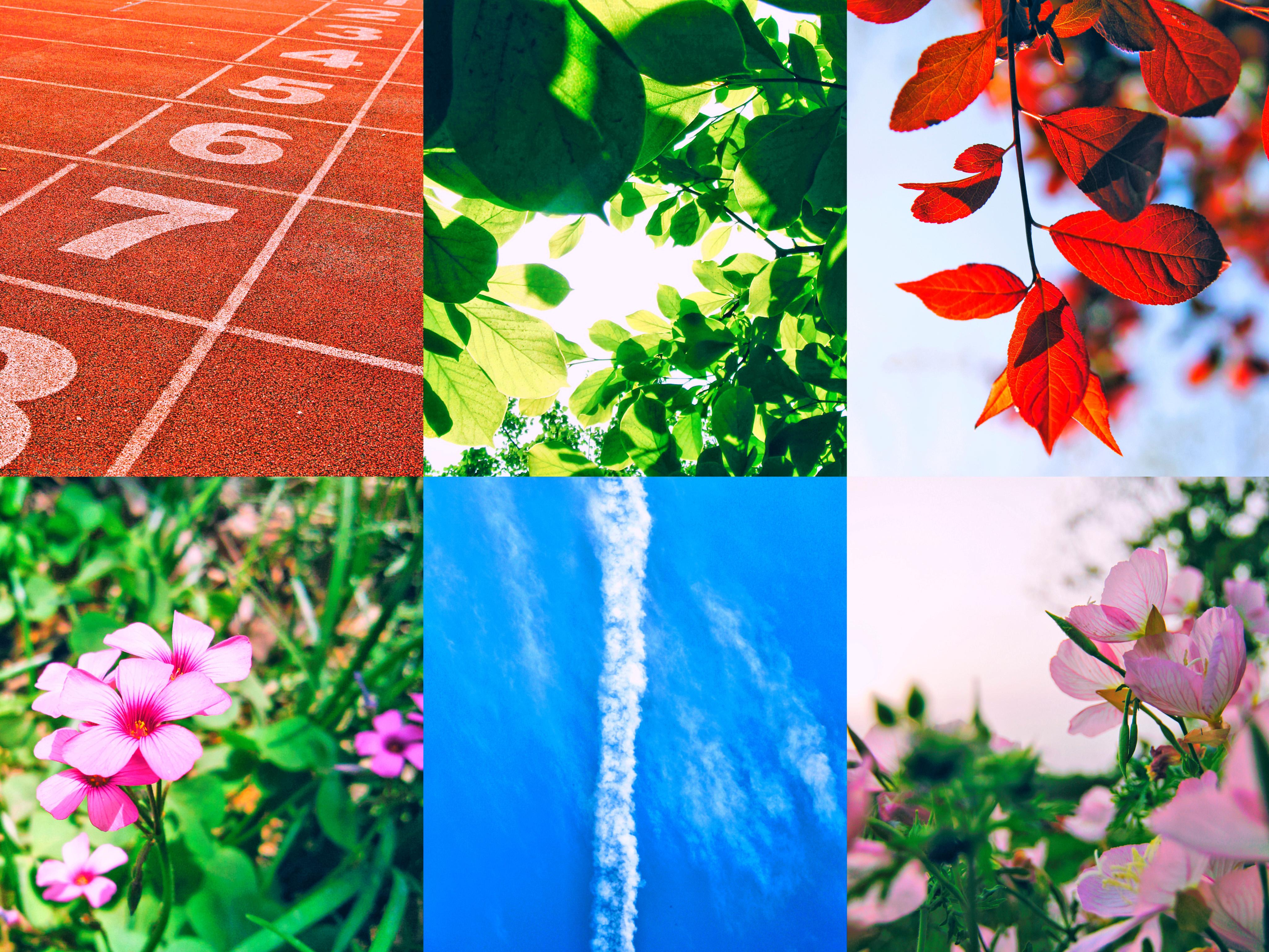 [植物] 科学岛：那些留在记忆里的初夏