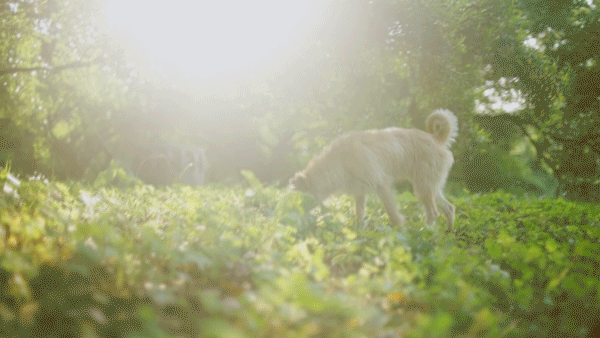 喜欢初夏透着光的树林（图ZNDk1Njc5NzY=） - 人像摄影 - 站酷设计师洗衣机它转疯了原创素材 - 站酷ZCOOL