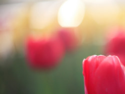 《Tulips&nbsp;Life》&nbsp;#&nbsp;layy的时光机&nbsp;#