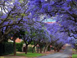 黑摄会出品《梦幻般的JACARANDA》