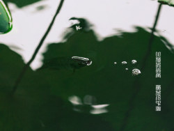 小荷尖尖角，鱼儿水中游