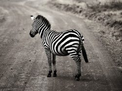 非洲肯尼亚——艺术品斑马