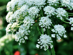 小区路边的野萝卜花