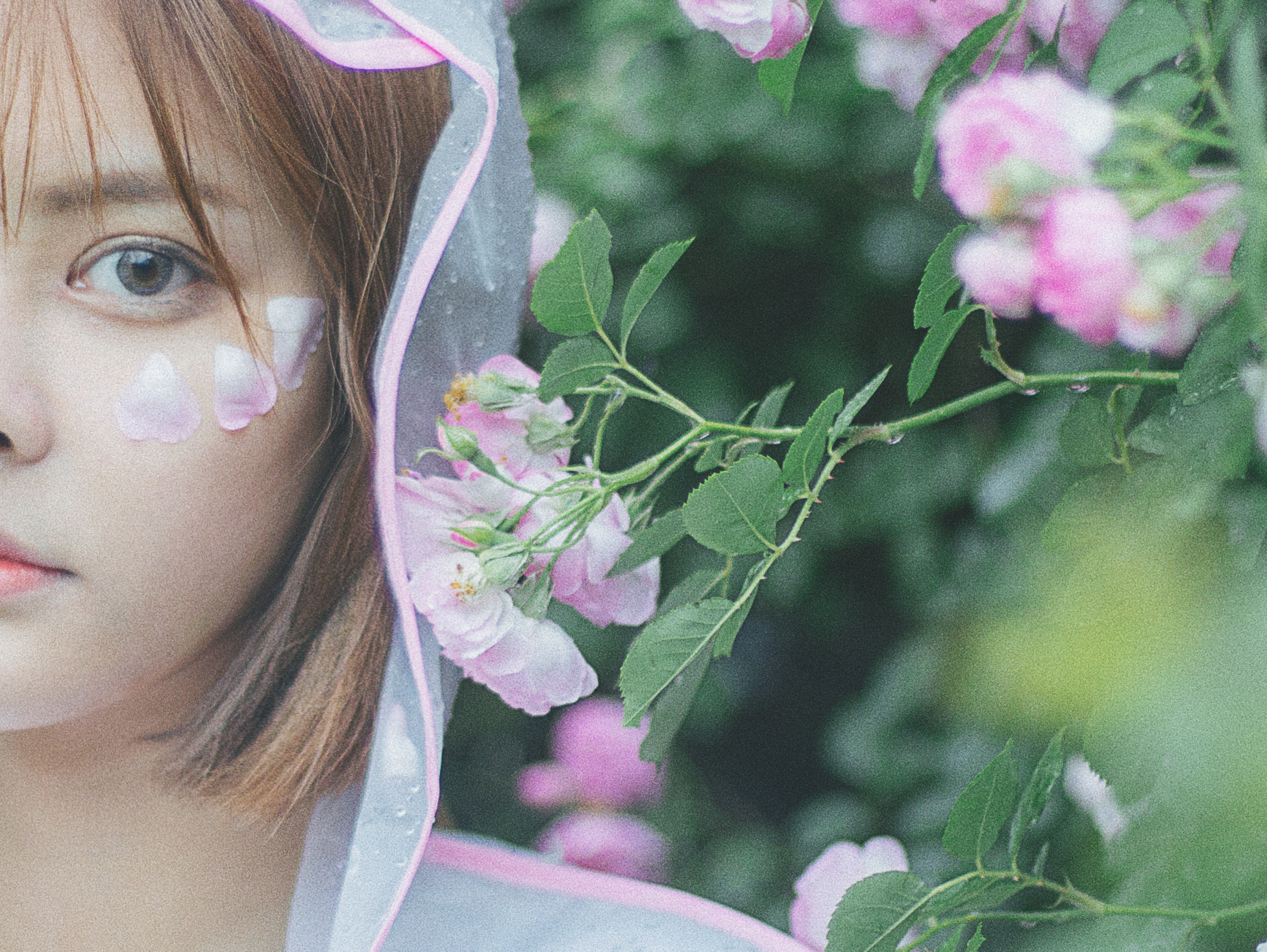 蔷薇花落下雨天