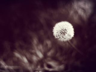 20140419将府公园