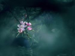 绿肥红瘦有晚香