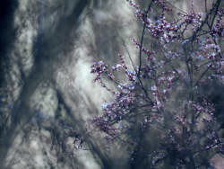 恰是花开初见君