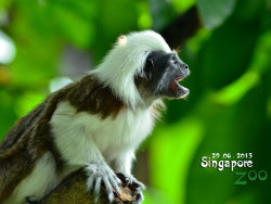 《Singapore Zoo》