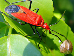 虫容小雅&nbsp;一