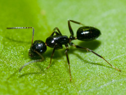 昆虫世界（一）