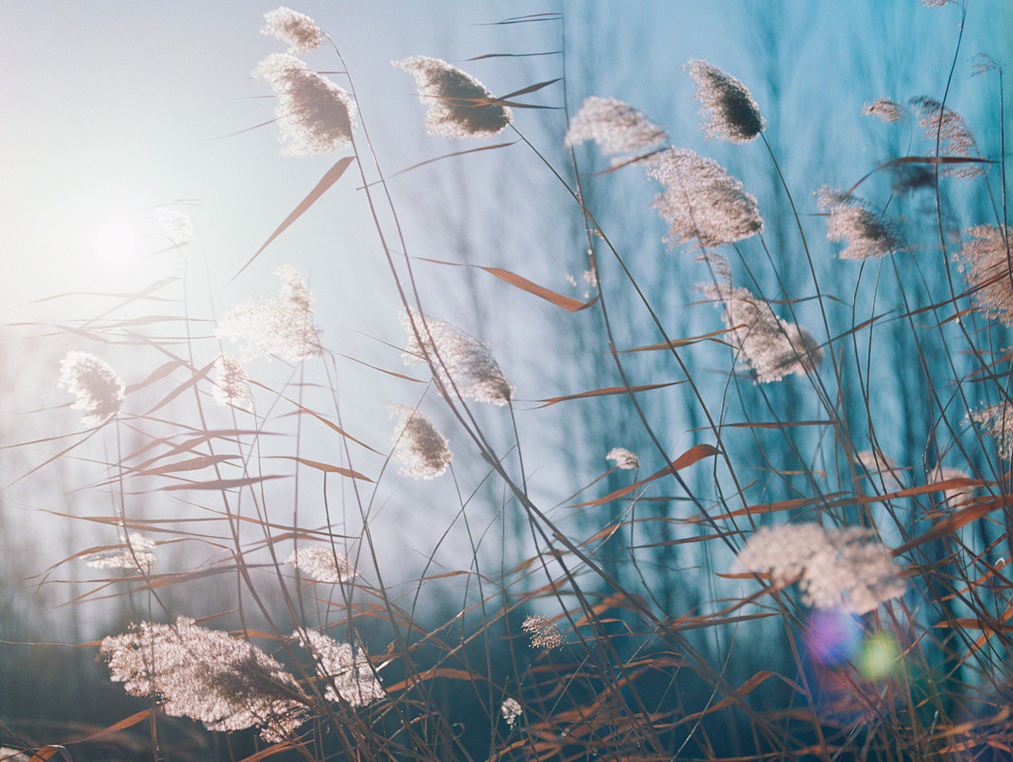 哈苏眼中北京的初冬