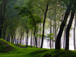 漳河边的小树林