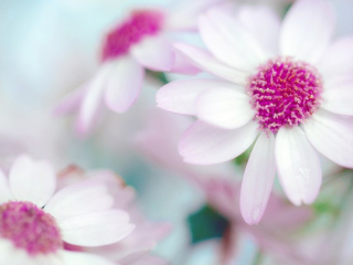 《妖精之花》_想·享摄影