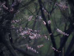 恰是花开初见君（续）