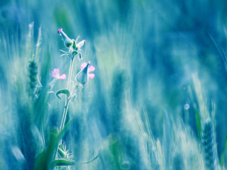 麦田里的麦瓶草