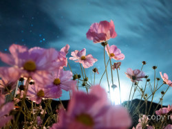 星空下的格桑梅朵cosmos&nbsp;bipinnatus&nbsp;in&nbsp;tibet