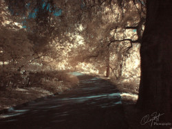 校園裏的植物園