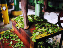 佛祖的眼泪斯里兰卡